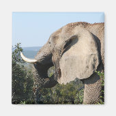 Wilde olifant die vegetatie eet, Zuid-Afrika Magneet (Voorkant)