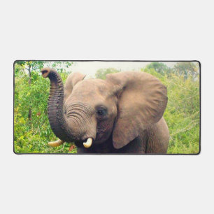 Wilde Olifant in de Jungle Bureaumat