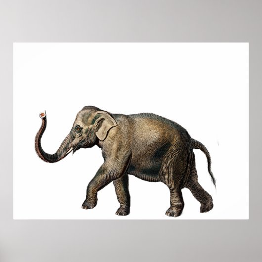 wilde olifant poster (Voorkant)