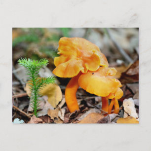 Wilde Oranje paddenstoelen Natuur Fotografie Brief Briefkaart