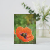 Wilde Oranje papaver (NZ) Briefkaart (Staand voorkant)