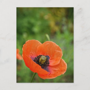 Wilde Oranje papaver (NZ) Briefkaart