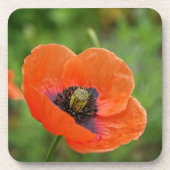 Wilde Oranje papaver (NZ) Set van 6 Onderzetter (Voorkant)