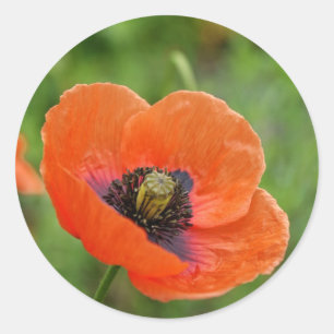 Wilde Oranje Poppy Flower in Nieuw-Zeeland Ronde Sticker