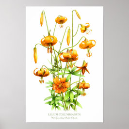 Wilde Oranje tijger Lilies Botanische Kunstafdrukk Poster