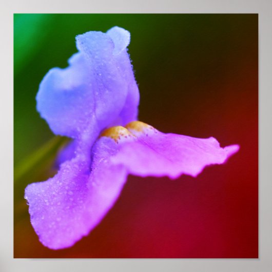 Wilde Orchidee Bloem  Poster (Voorkant)