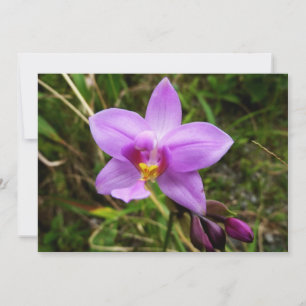 Wilde Orchidee Paarse Tropische Bloem Kaart