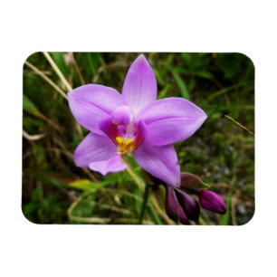 Wilde Orchidee Paarse Tropische Bloem Magneet