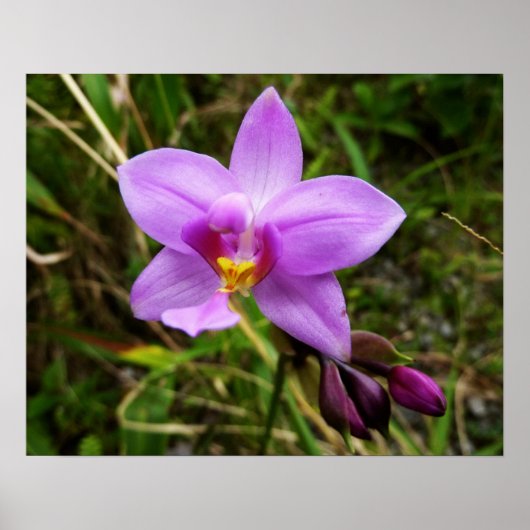 Wilde Orchidee Paarse Tropische Bloem Poster (Voorkant)