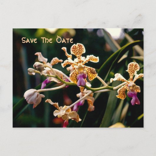 Wilde Orchidee Save The Date Postkaart Aankondigingskaart (Voorkant)