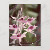 wilde orchideeën briefkaart (Voorkant)