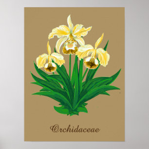 Wilde orchideeën - Gele gouden orchideeën en olijv Poster