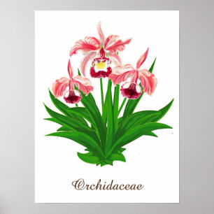 Wilde orchideeën - Koraalroze orchideeën en olievl Poster