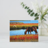 Wilde paard briefkaart (Staand voorkant)