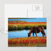 Wilde paard briefkaart (Voorkant / Achterkant)