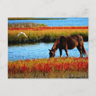 Wilde paard briefkaart