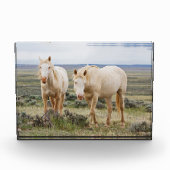 Wilde paard dat rondloopt op de prairie van Cody Fotoblokken (Voorkant)