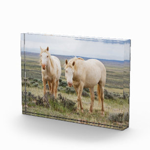 Wilde paard dat rondloopt op de prairie van Cody Fotoblokken