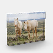 Wilde paard dat rondloopt op de prairie van Cody Fotoblokken (Links)