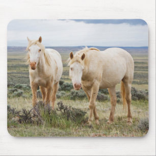 Wilde paard dat rondloopt op de prairie van Cody Muismat