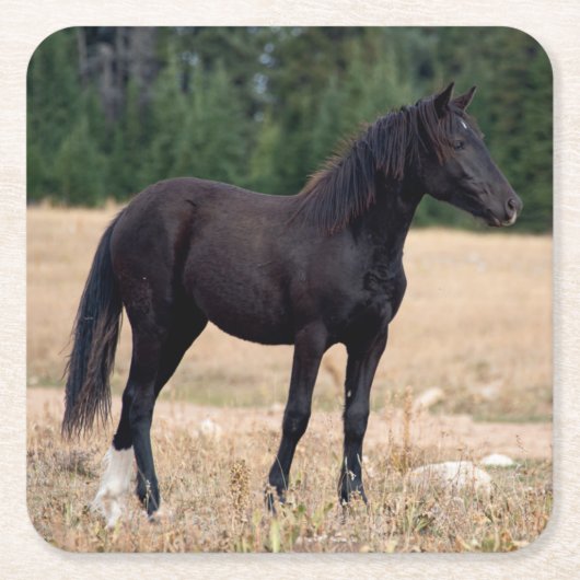 Wilde Paard Kartonnen Onderzetters (Voorkant)
