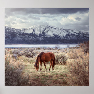 Wilde paard: Nevada winterlandschap. Poster