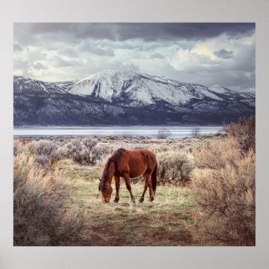 Wilde paard: Nevada winterlandschap. Poster (Voorkant)