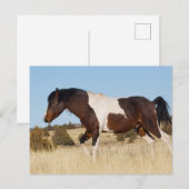 Wilde paard, Steens Mountains Briefkaart (Voorkant / Achterkant)