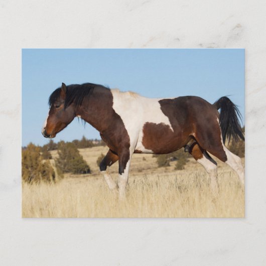 Wilde paard, Steens Mountains Briefkaart (Voorkant)