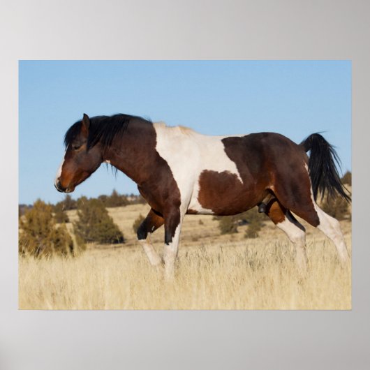 Wilde Paard, Steens Mountains Poster (Voorkant)