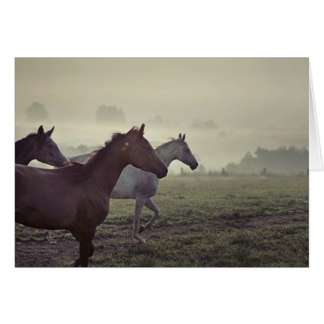 Wilde paarden (Voorkant Horizontaal)