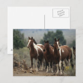 Wilde Paarden 7 van de Mustang Briefkaart (Voorkant / Achterkant)