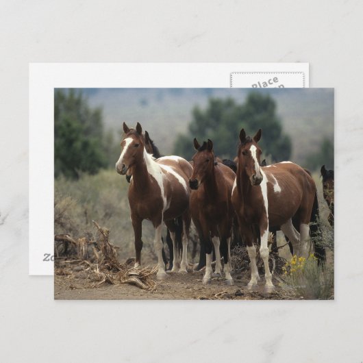 Wilde Paarden 7 van de Mustang Briefkaart (Voorkant / Achterkant)