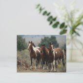 Wilde Paarden 7 van de Mustang Briefkaart (Staand voorkant)