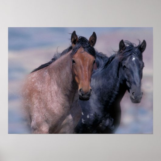 Wilde paarden afdrukken poster (Voorkant)