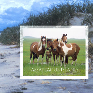 Wilde paarden, Assateaue Island National Seashore, Briefkaart
