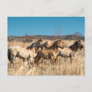 Wilde paarden bij Wicken Fen, Engeland, VK Briefkaart