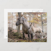 Wilde paarden briefkaart (Voorkant / Achterkant)