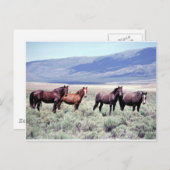 Wilde paarden briefkaart (Voorkant / Achterkant)