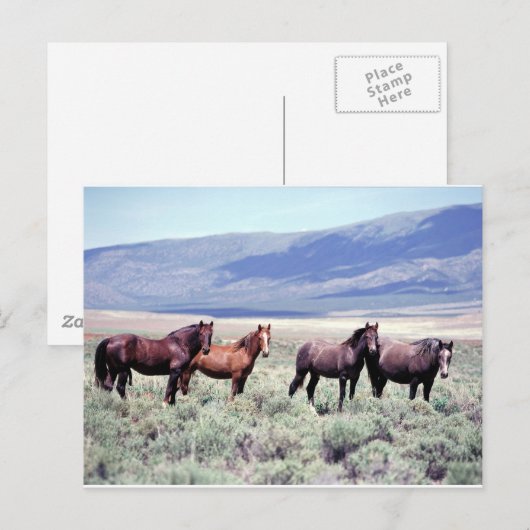 Wilde paarden briefkaart (Voorkant / Achterkant)