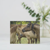 Wilde paarden briefkaart (Staand voorkant)