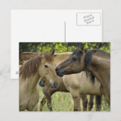 Wilde paarden briefkaart (Voorkant / Achterkant)