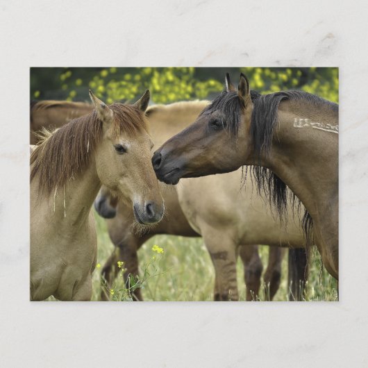 Wilde paarden briefkaart (Voorkant)