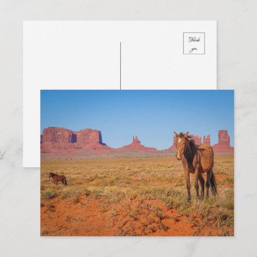 wilde paarden briefkaart (Voorkant / Achterkant)