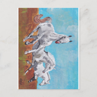 Wilde paarden briefkaart