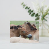 Wilde paarden briefkaart (Staand voorkant)