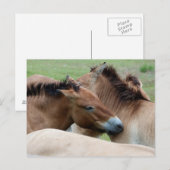 Wilde paarden briefkaart (Voorkant / Achterkant)