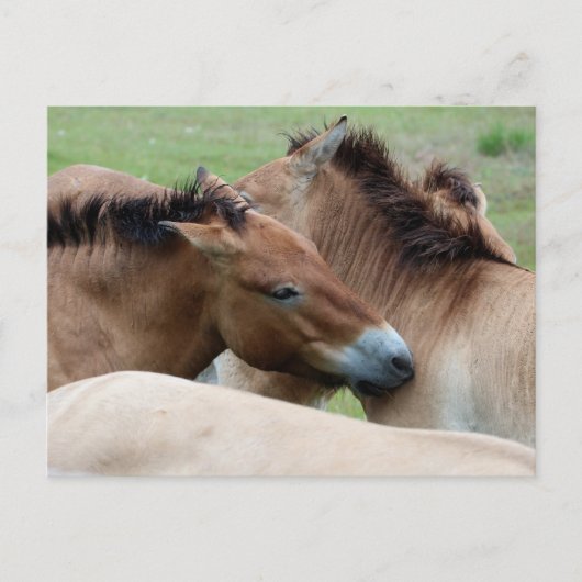 Wilde paarden briefkaart (Voorkant)