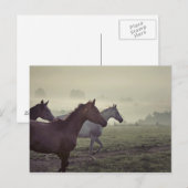 Wilde paarden briefkaart (Voorkant / Achterkant)