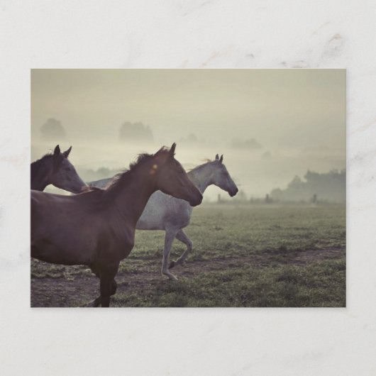 Wilde paarden briefkaart (Voorkant)